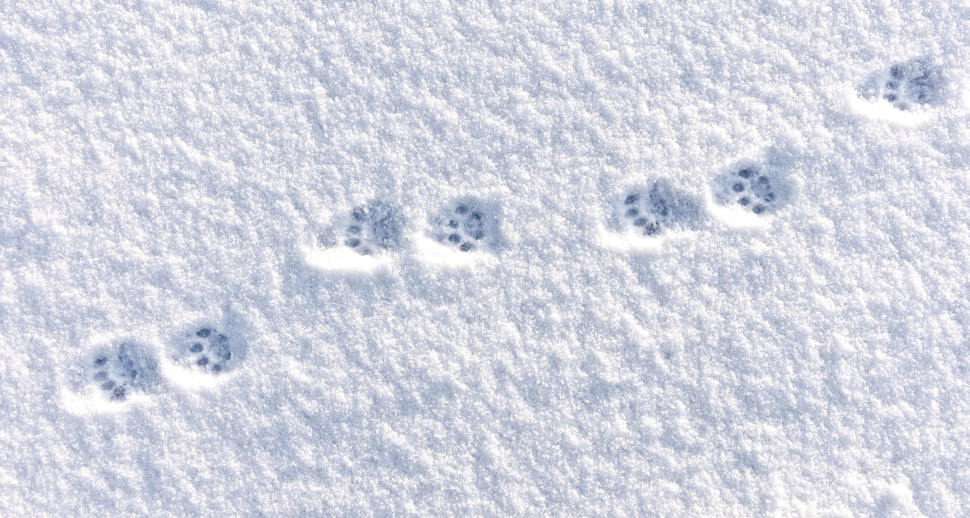 Finding Light in the Darkness: Healing After Pet Loss