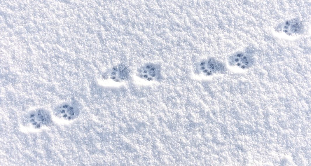 Pet's foot step