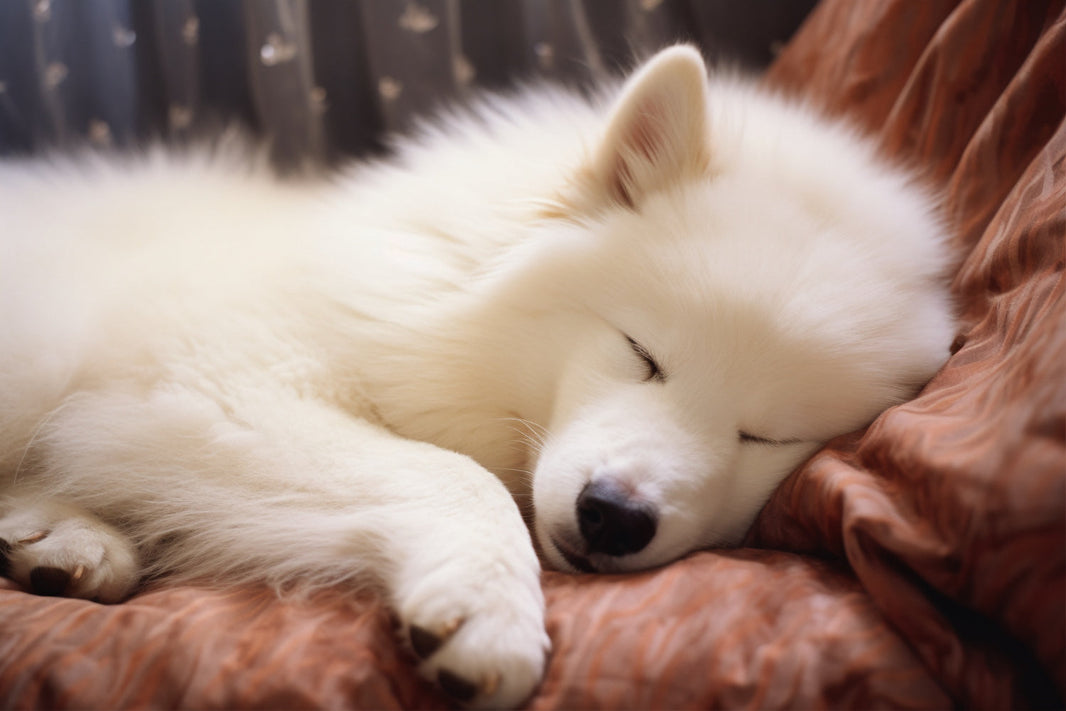 Can Pet Ashes Be Buried With Humans