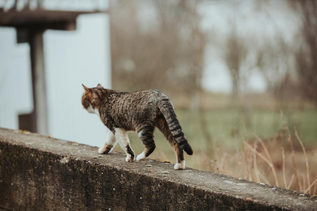 Cat Passing Quotes: Finding Comfort in Words During Pet Loss