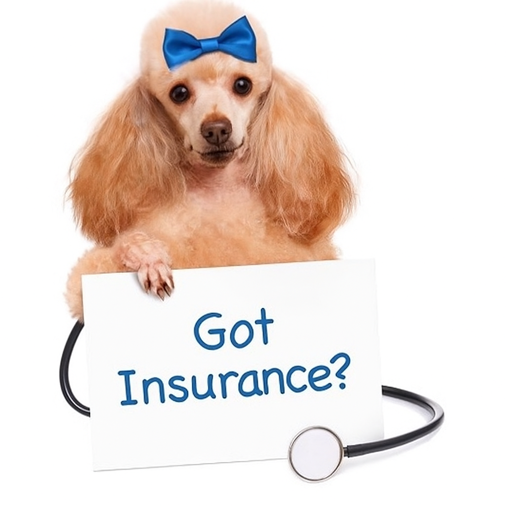 Does Pet Insurance Cover Cremation: What Every Pet Owner Should Know