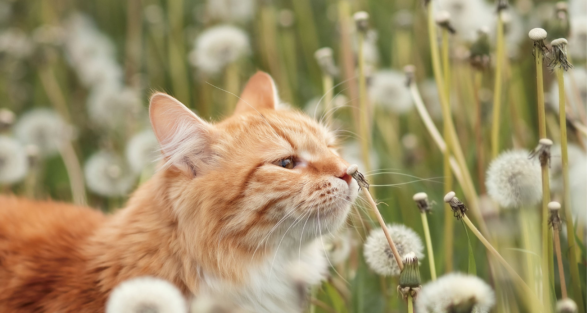 Last night, my cat jumped onto my pillow...