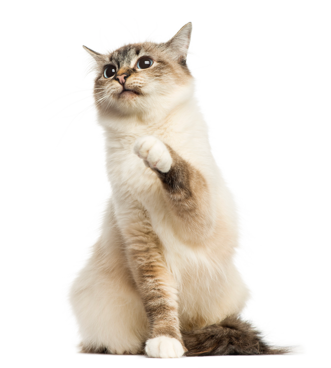 Handling Pet Ashes: Finding Peace Through Meaningful Memorials
