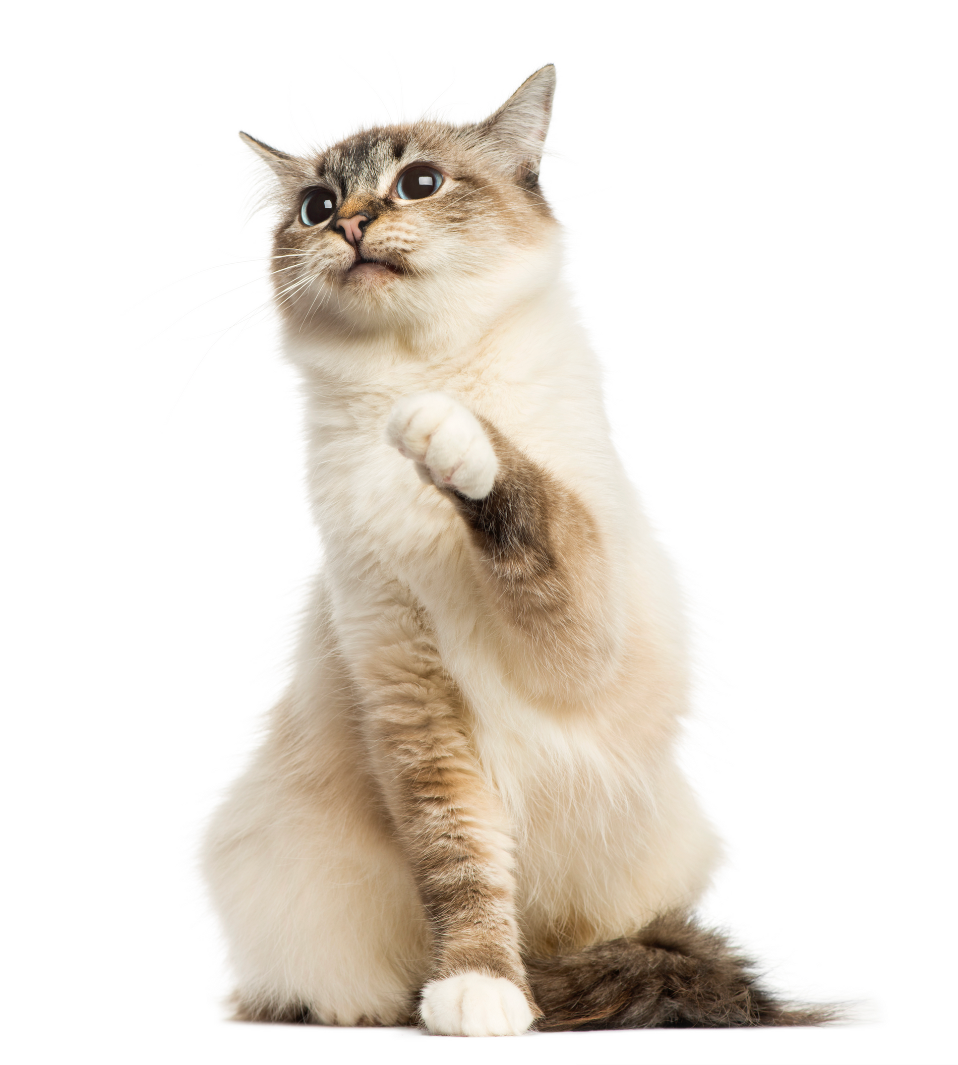 Handling Pet Ashes: Finding Peace Through Meaningful Memorials