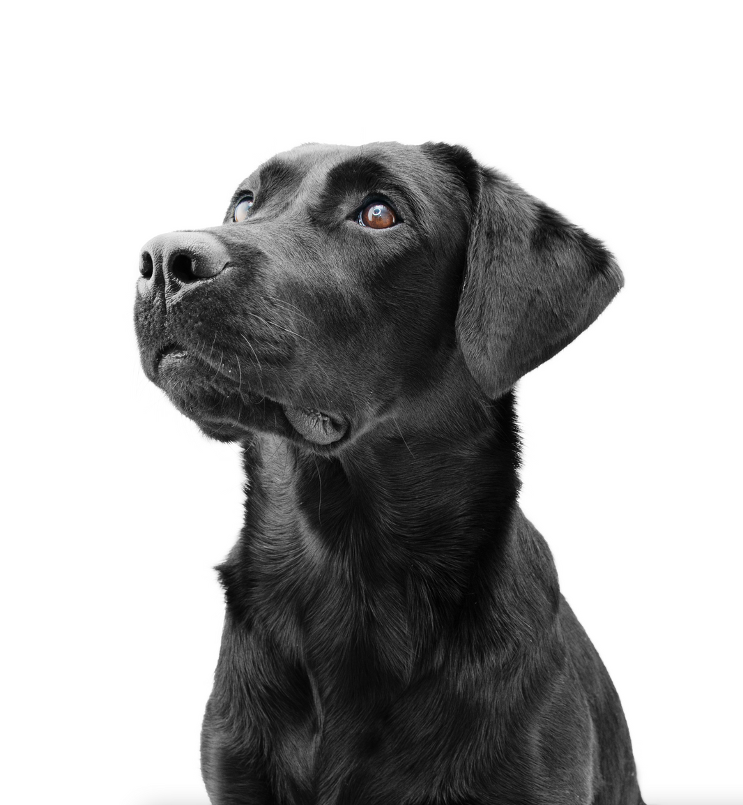 Is it Bad Luck to Keep Pet Ashes at Home
