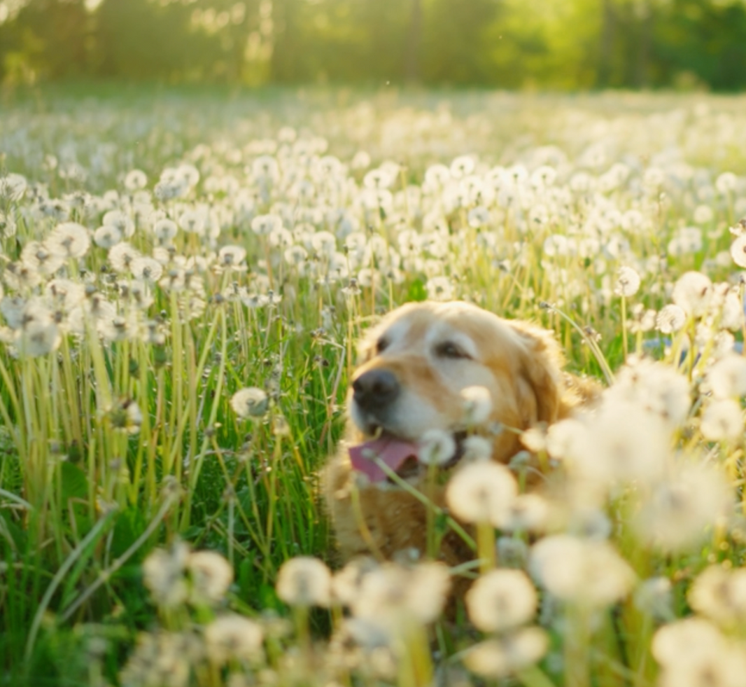 Does Pet Insurance Cover Cremation
