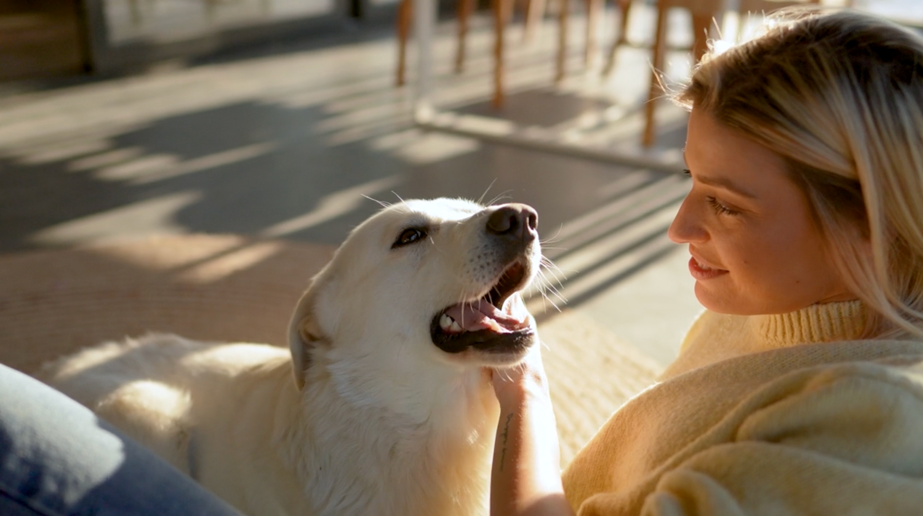 Understanding What to Do If Your Dog Pass Away at Home
