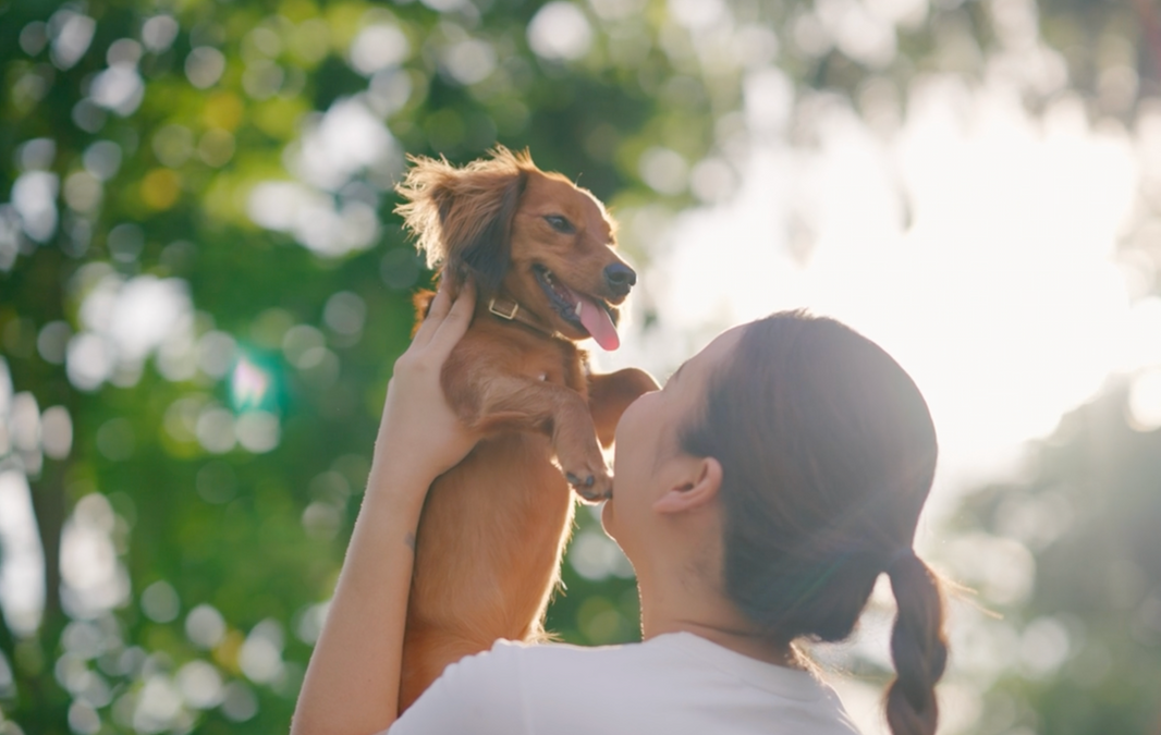 How Much Does It Cost to Cremate a Dog