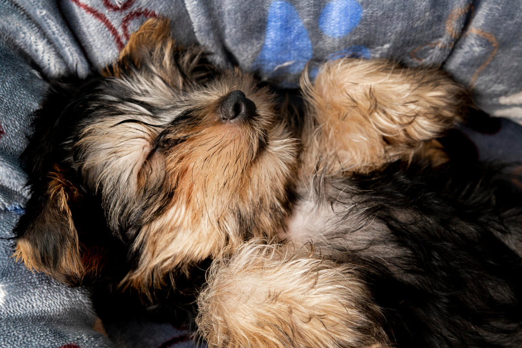 dog passed away
