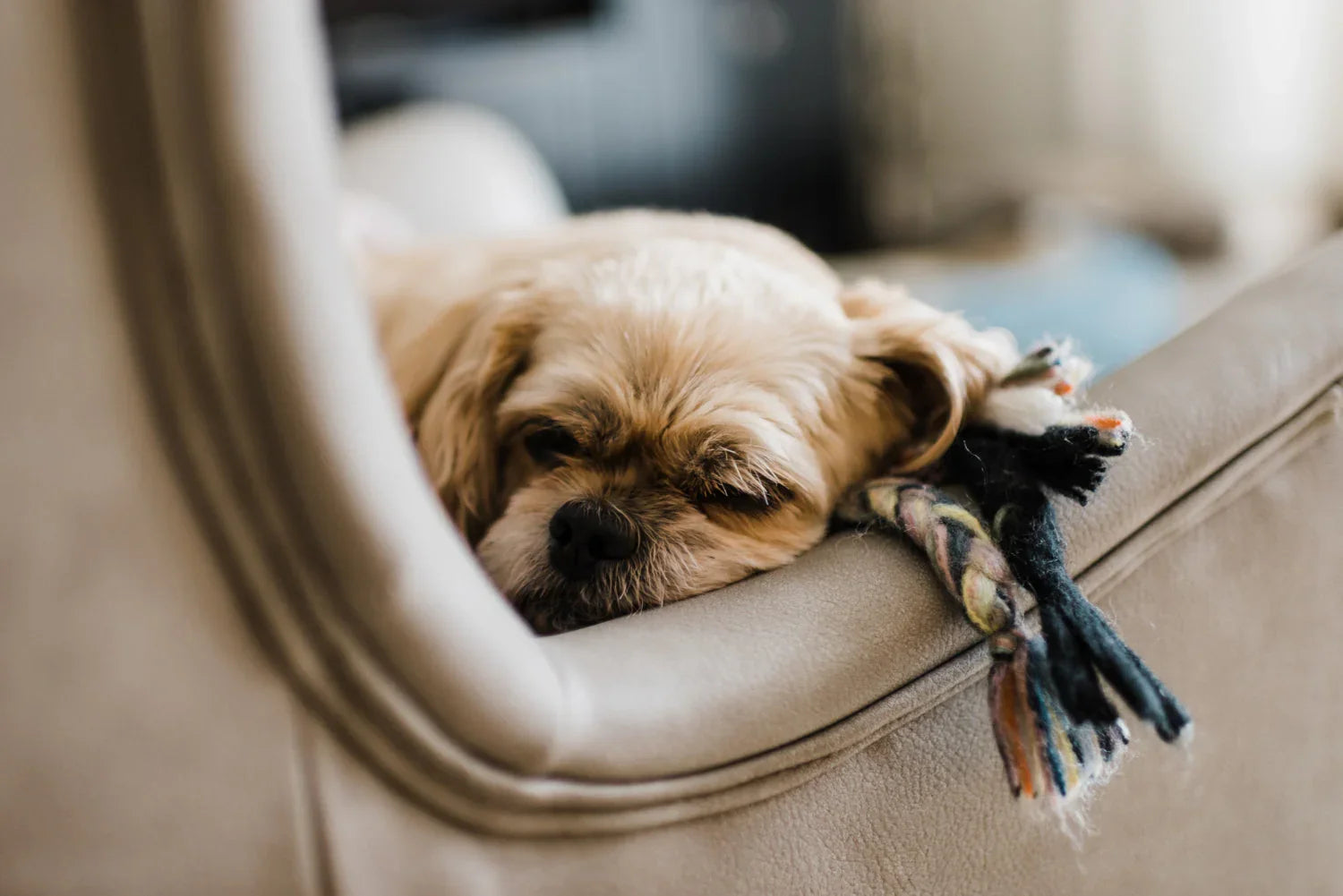 Understanding the Top 10 Causes of Dog Loss
