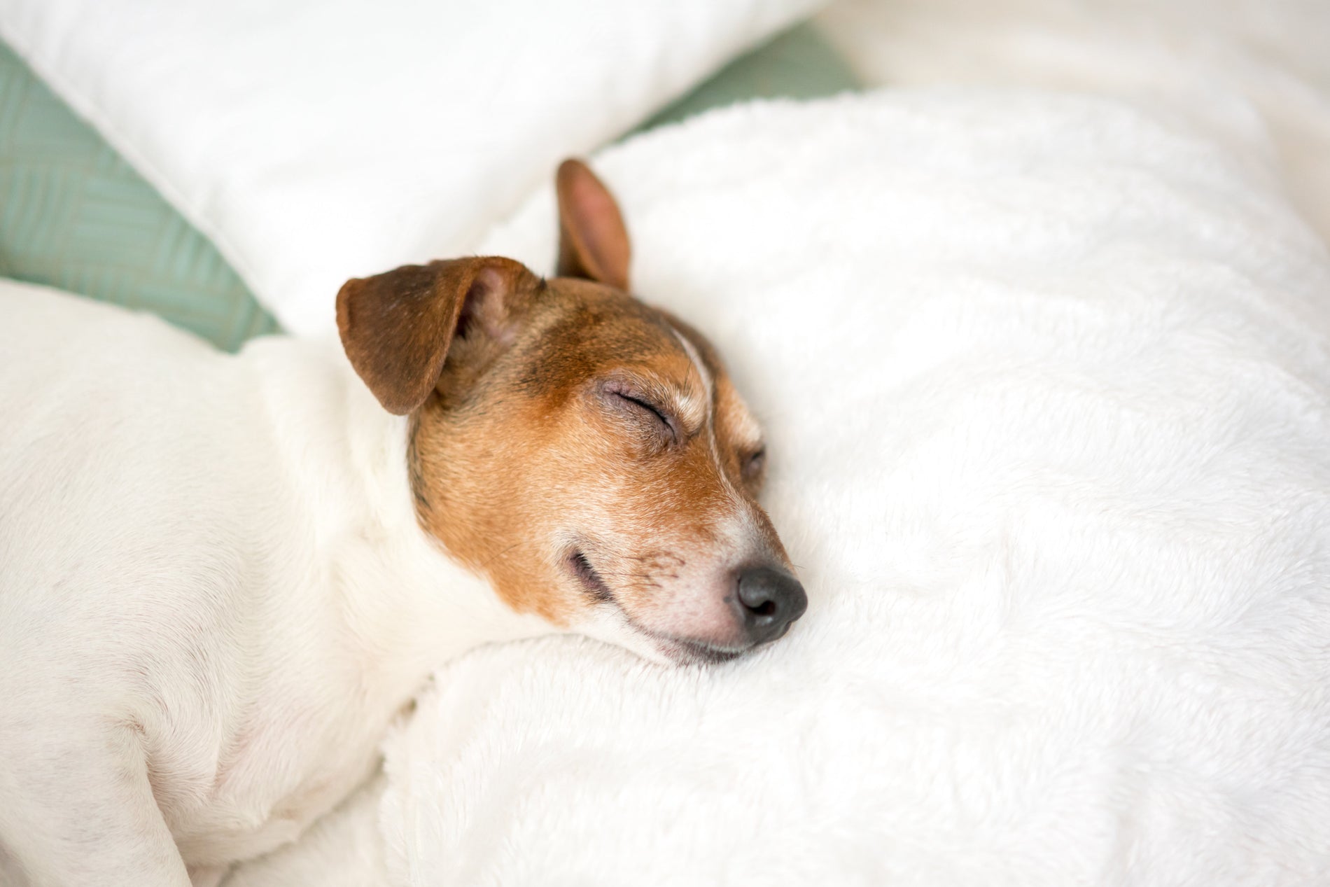 Understanding the Dog Cremation Process