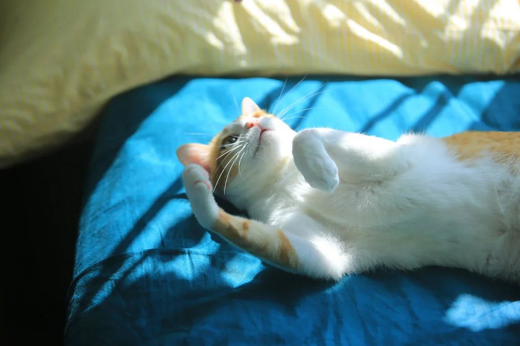 How to Memorialize a Pet