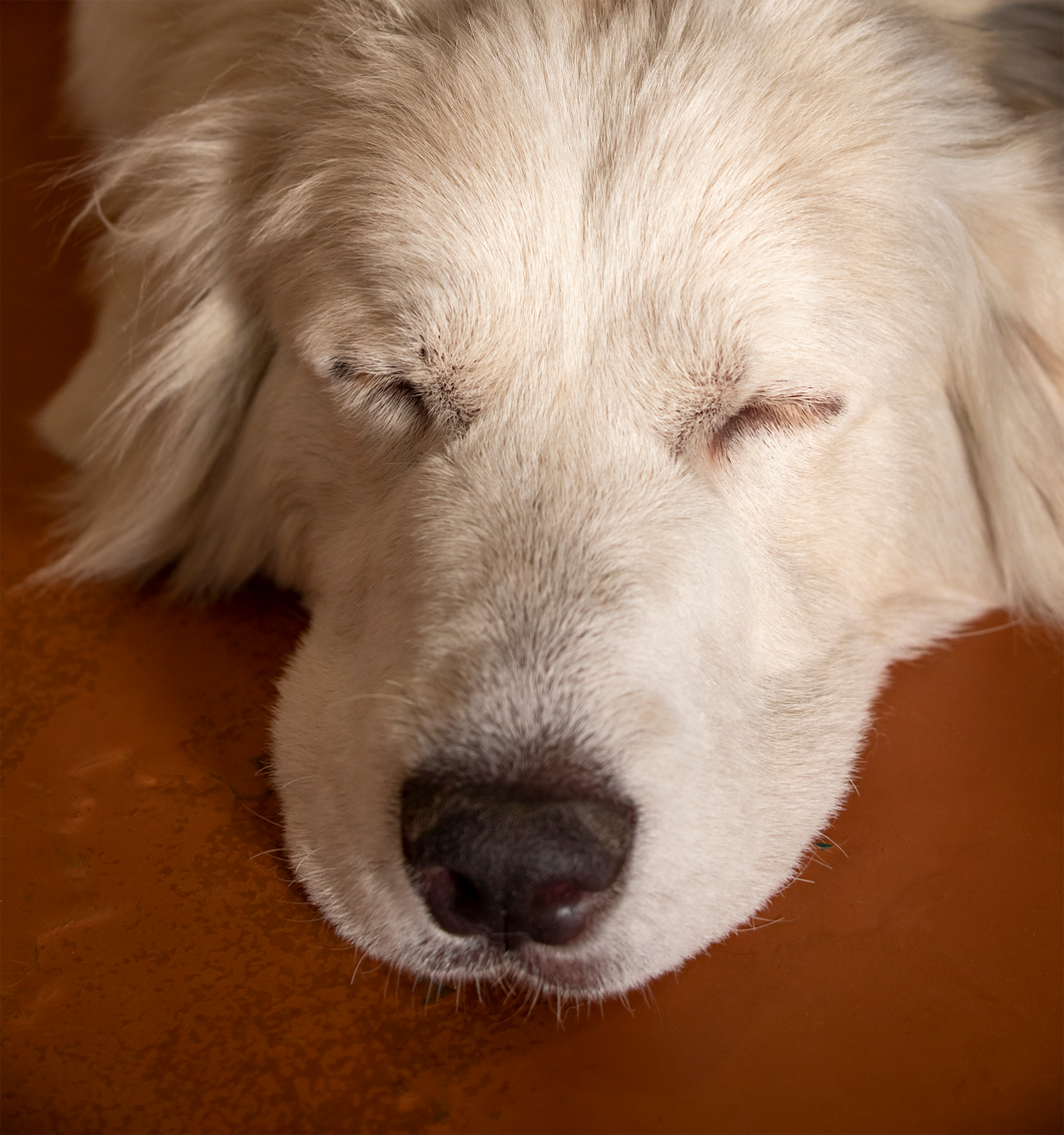 how much does it cost to cremate a dog in usa