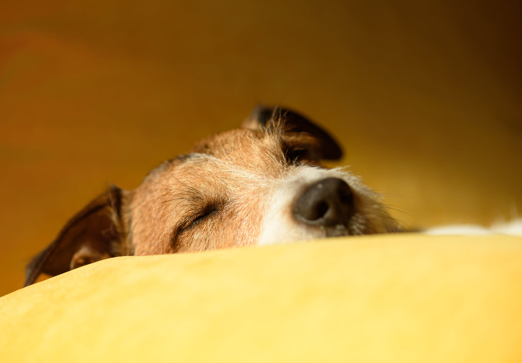 The Ultimate Guide to Healing After Losing Your Beloved Pup: A Compassionate Guide Through Loss and Healing