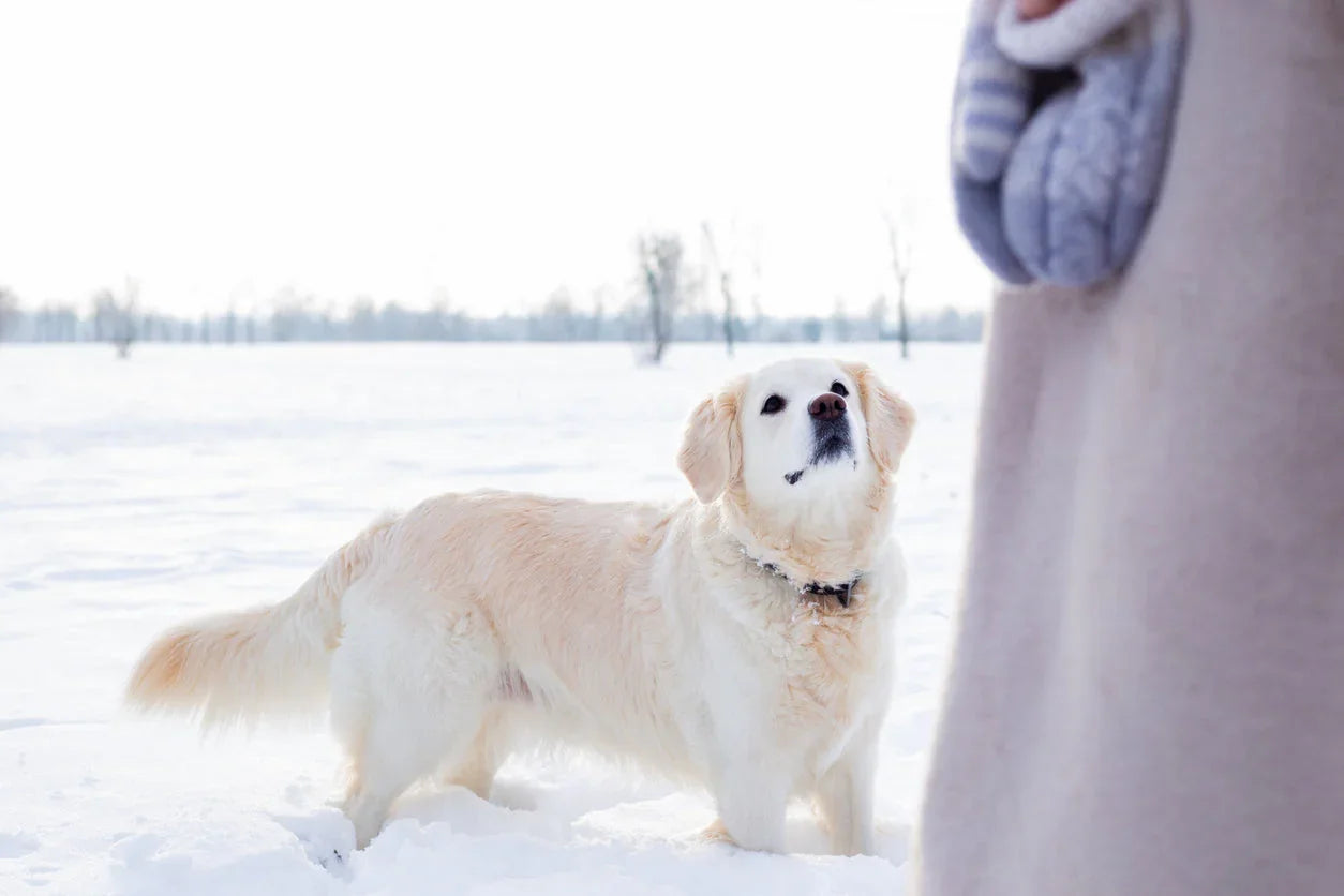 Should I Let My Dog Pass Naturally? Navigating End-of-Life Choices for Your Beloved Pet