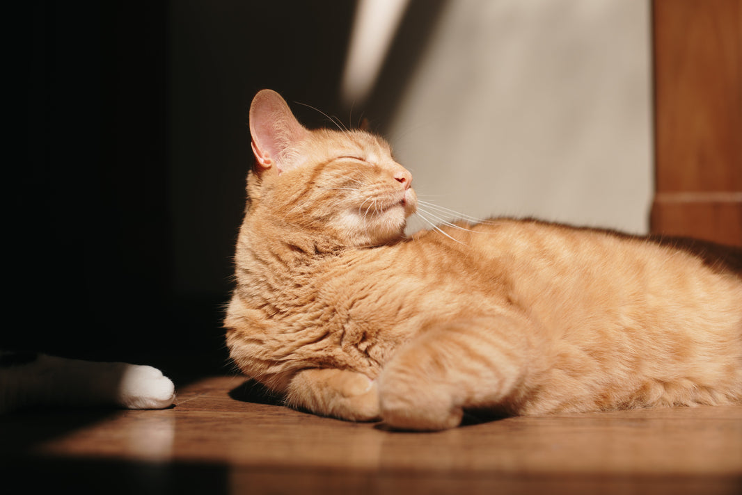Why Would a Cat Pass Away Suddenly