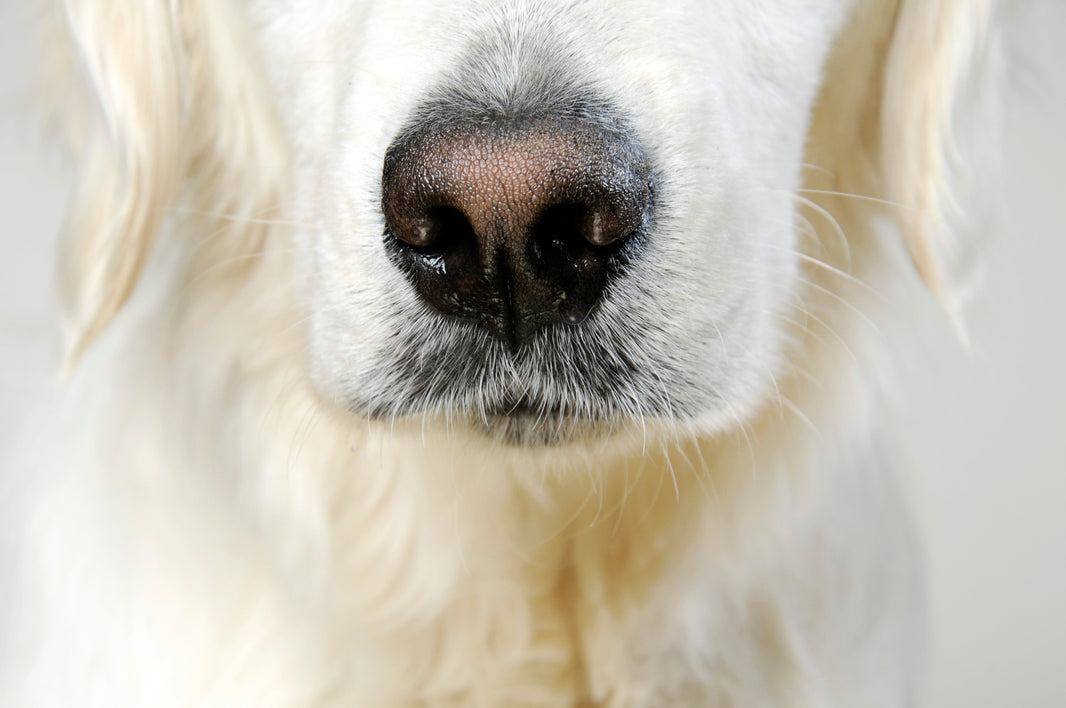 Puppy's love letter