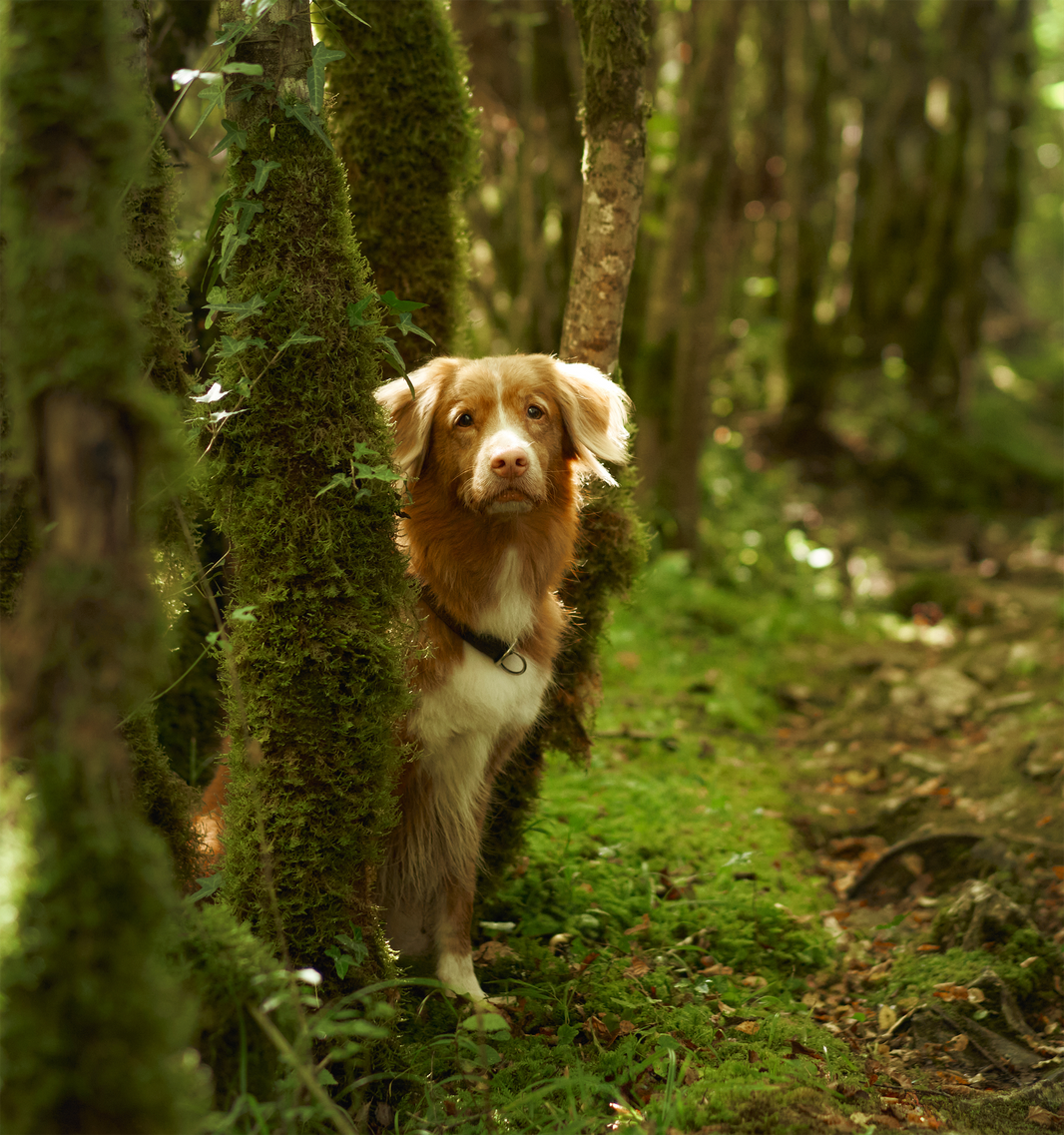 100+ Short Dog Urn Quotes