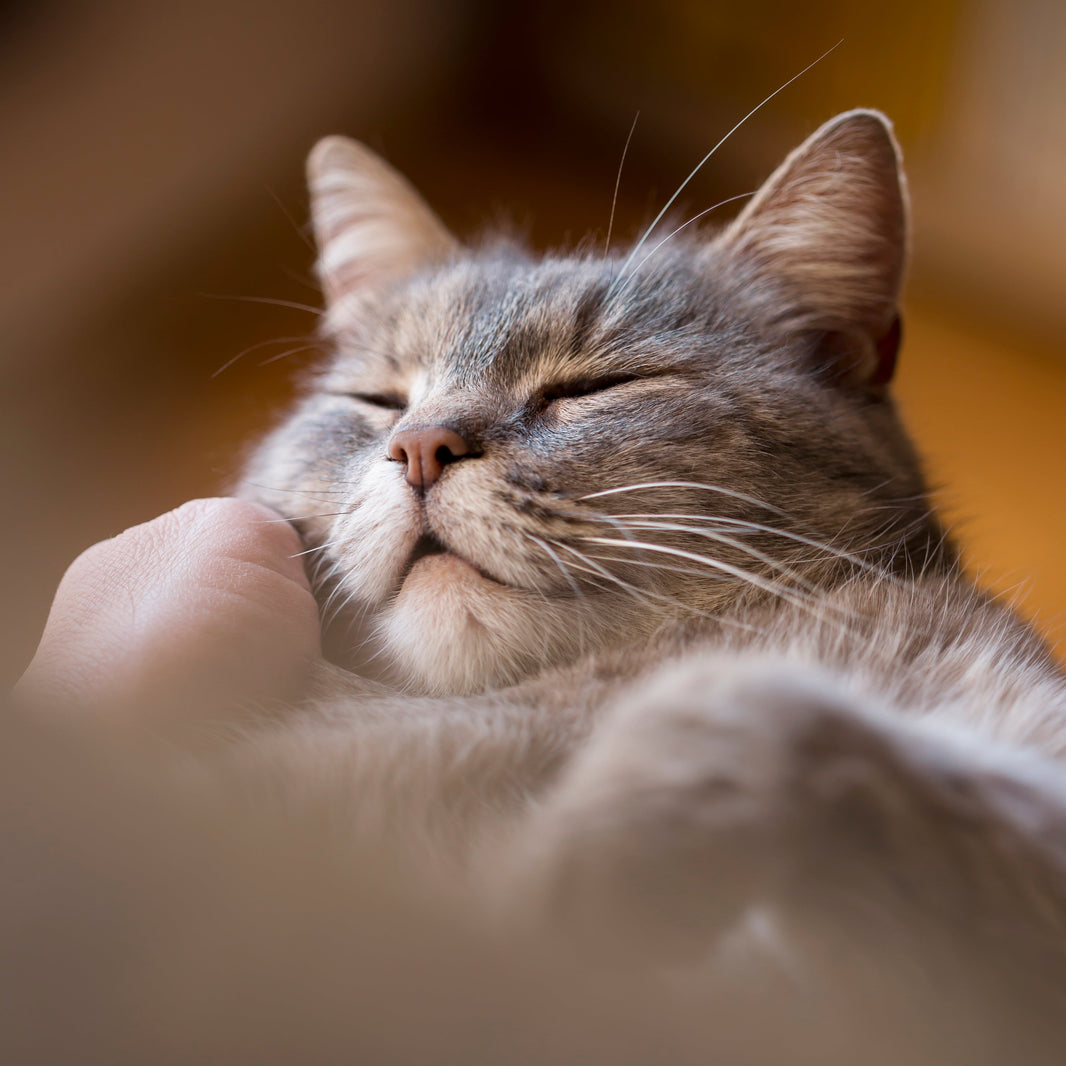 Pet Cremation Guide - A Heartfelt Guide Through This Difficult Time