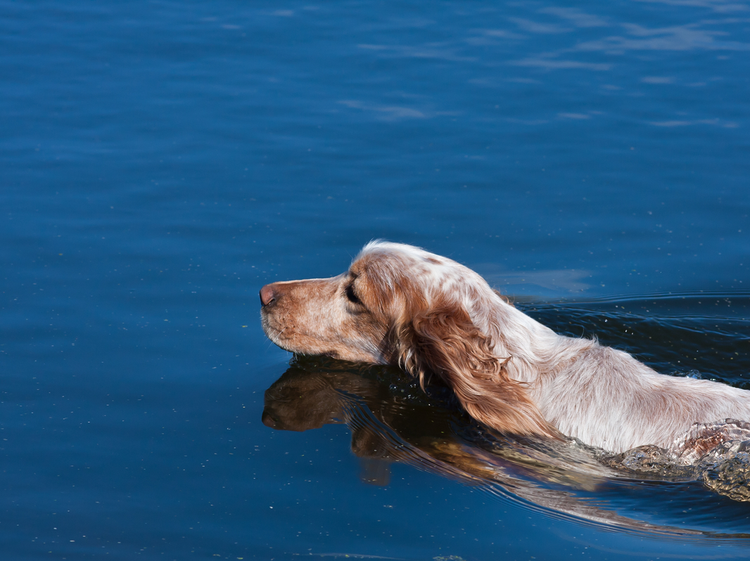 pet water cremation