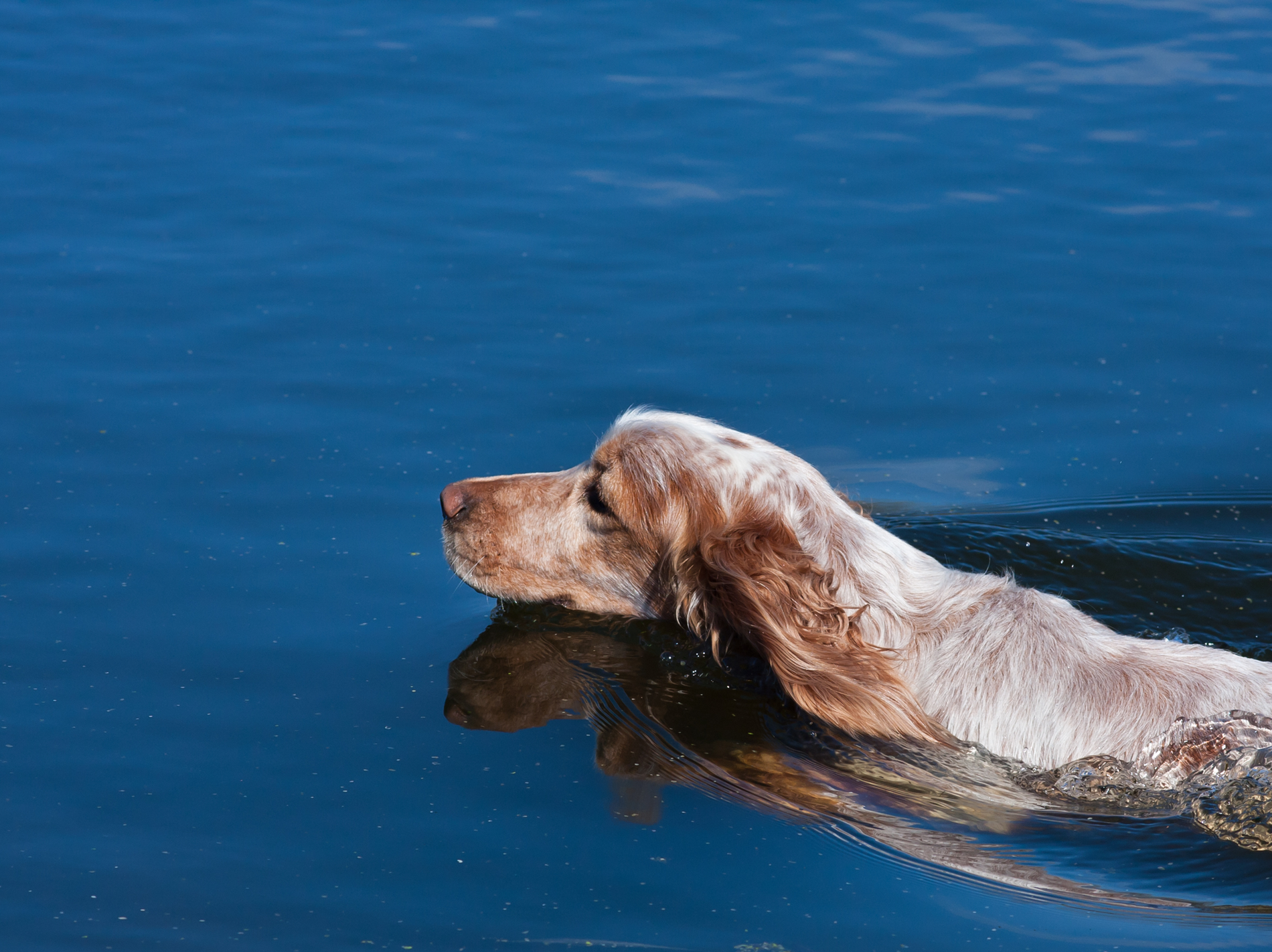 pet water cremation