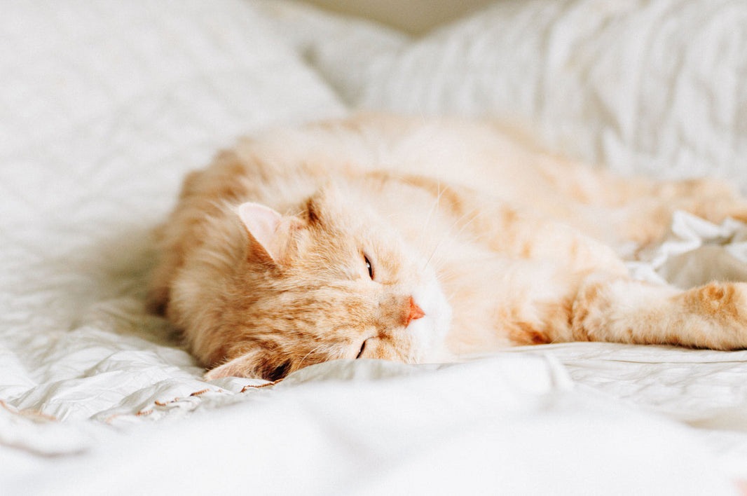 Deadly Cat Diseases and Symptoms: What Every Pet Parent Should Know