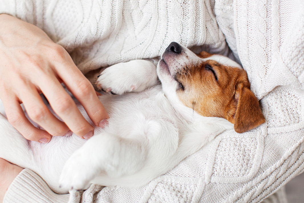 Can Pets Feel Human Love? A Heartwarming Story That Proves They Do