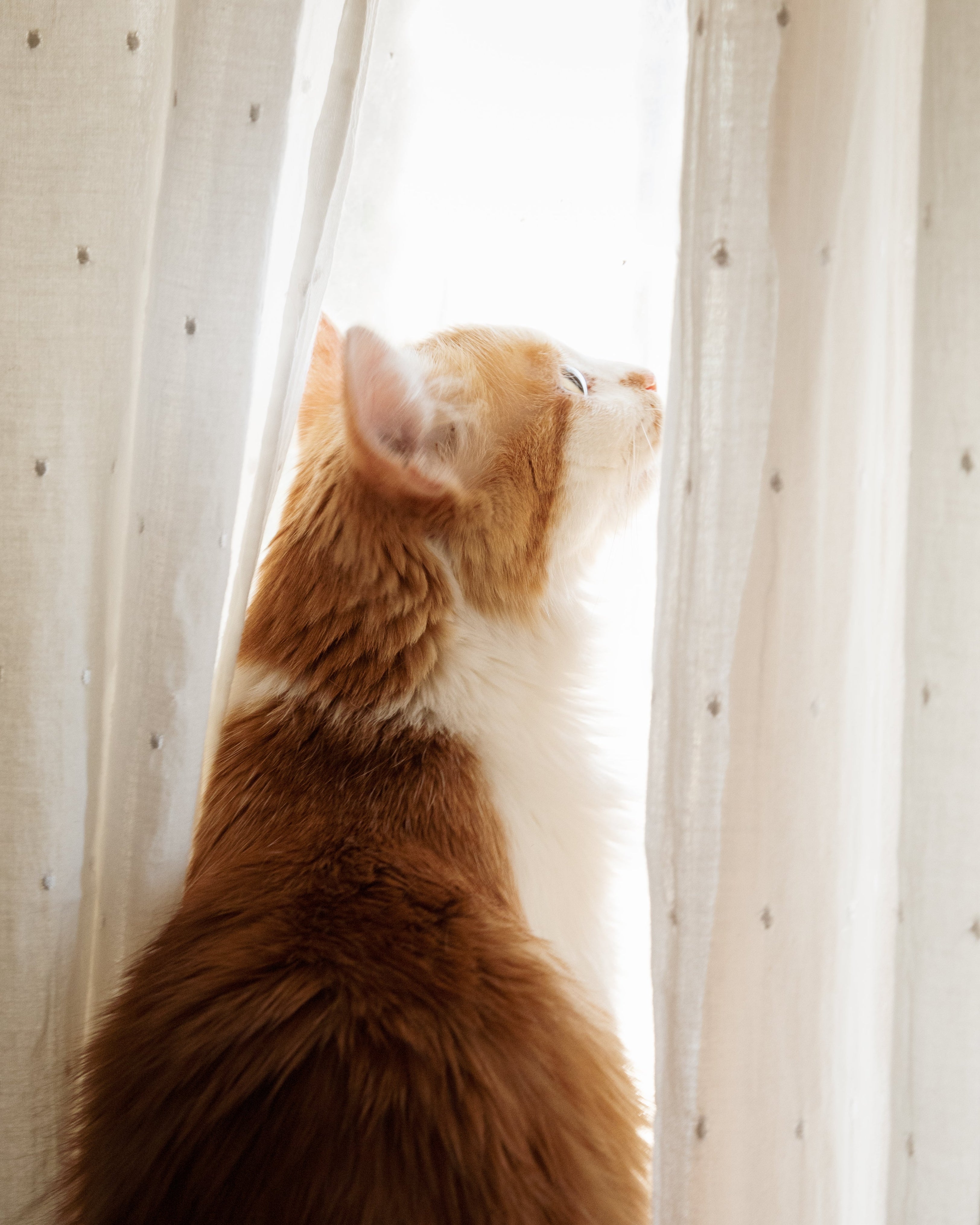 An orange and white cat sits in profile looking out a window framed by sheer white curtains with small gray polka dots.